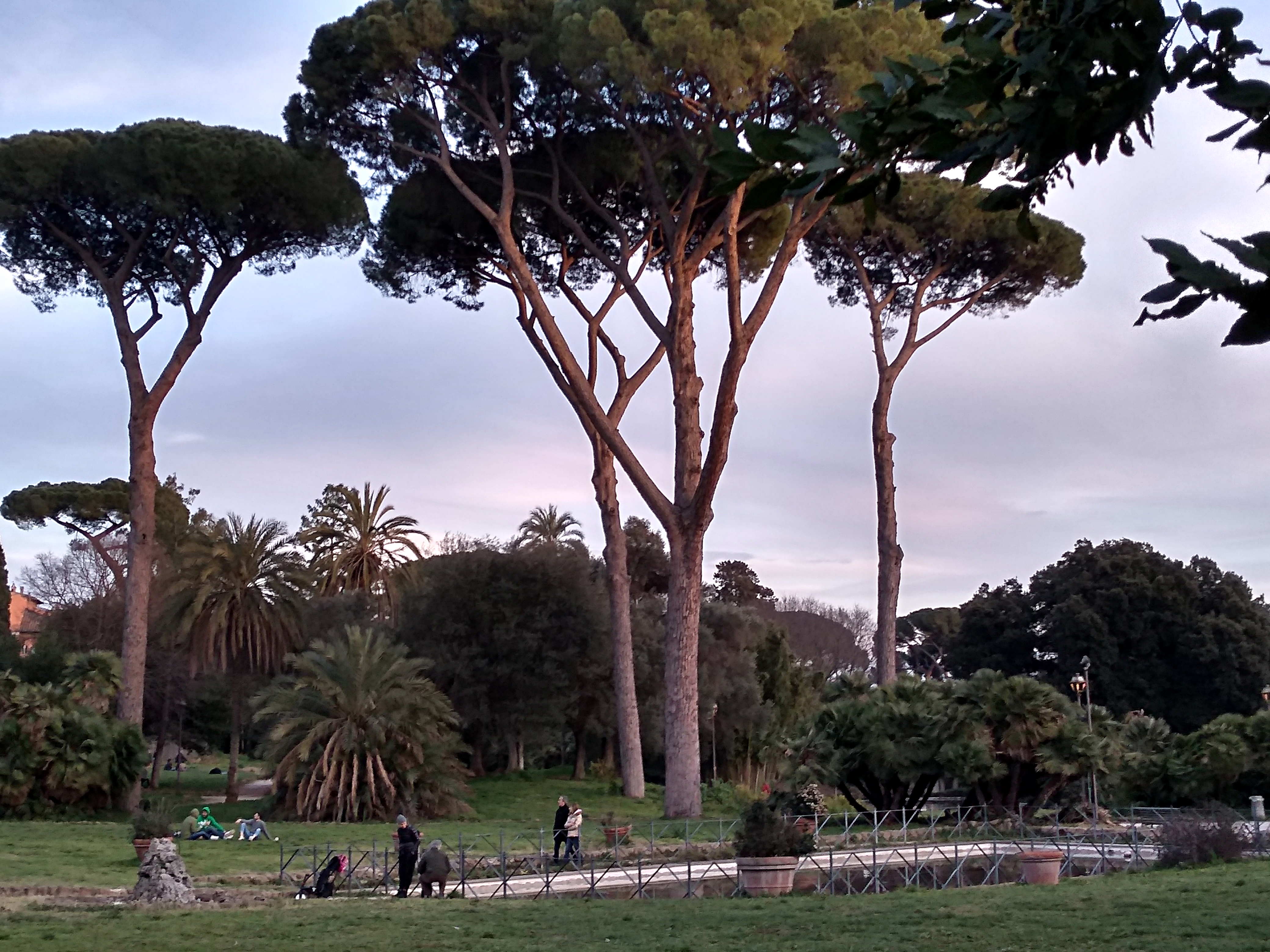 Pinien in der Villa Torlonia